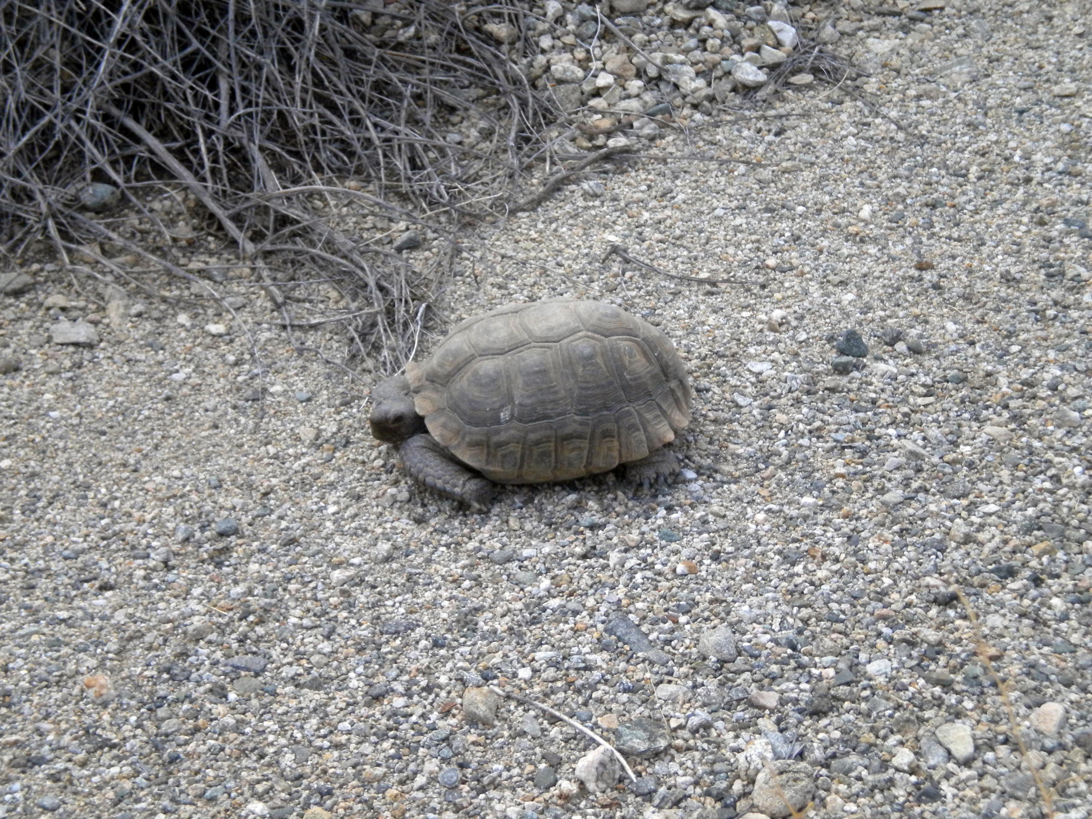 Endangered dessert box turtle